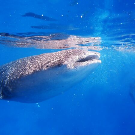 gray whale underwater