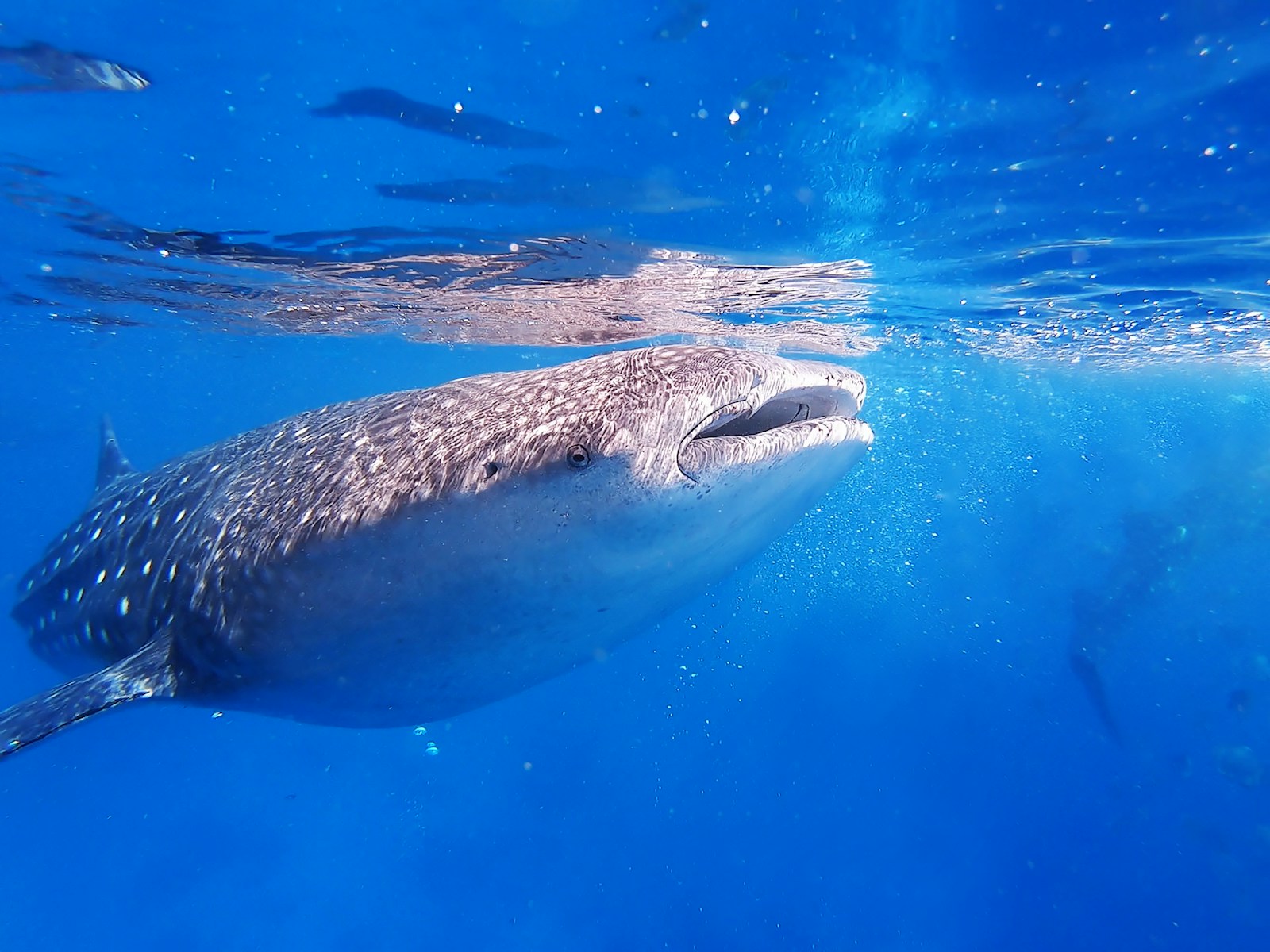 gray whale underwater