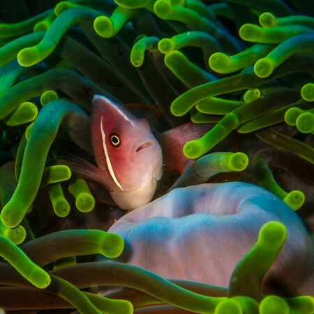 orange and white clown fish on green and white coral reef