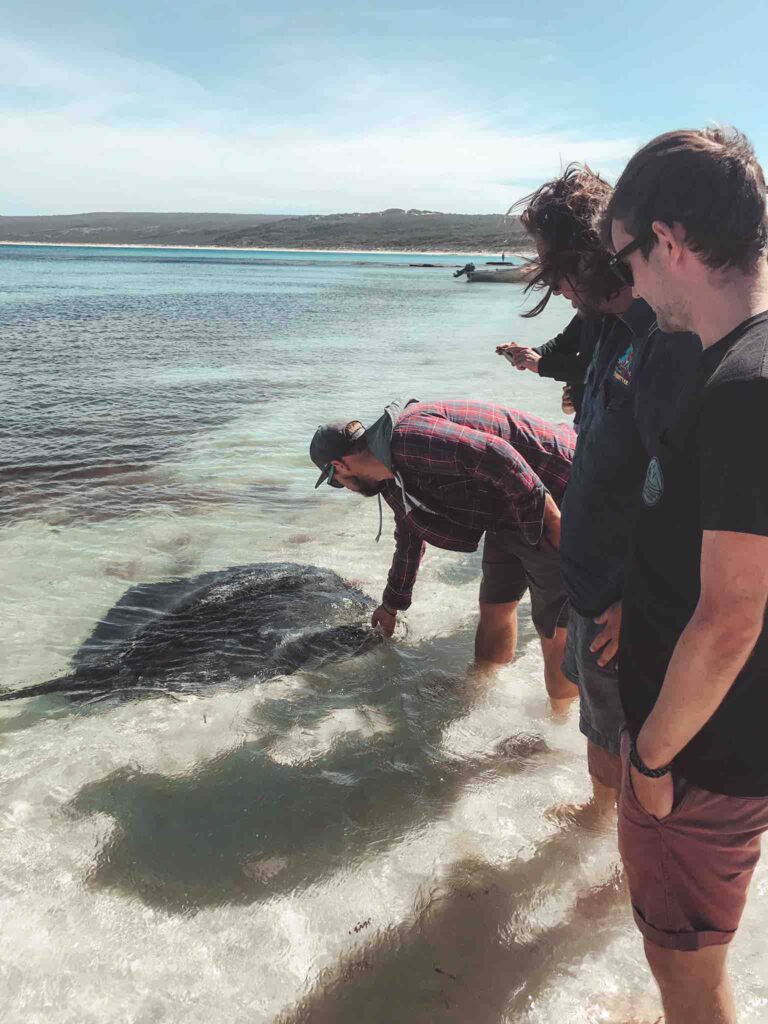 Stingrays at Hamelin Bay